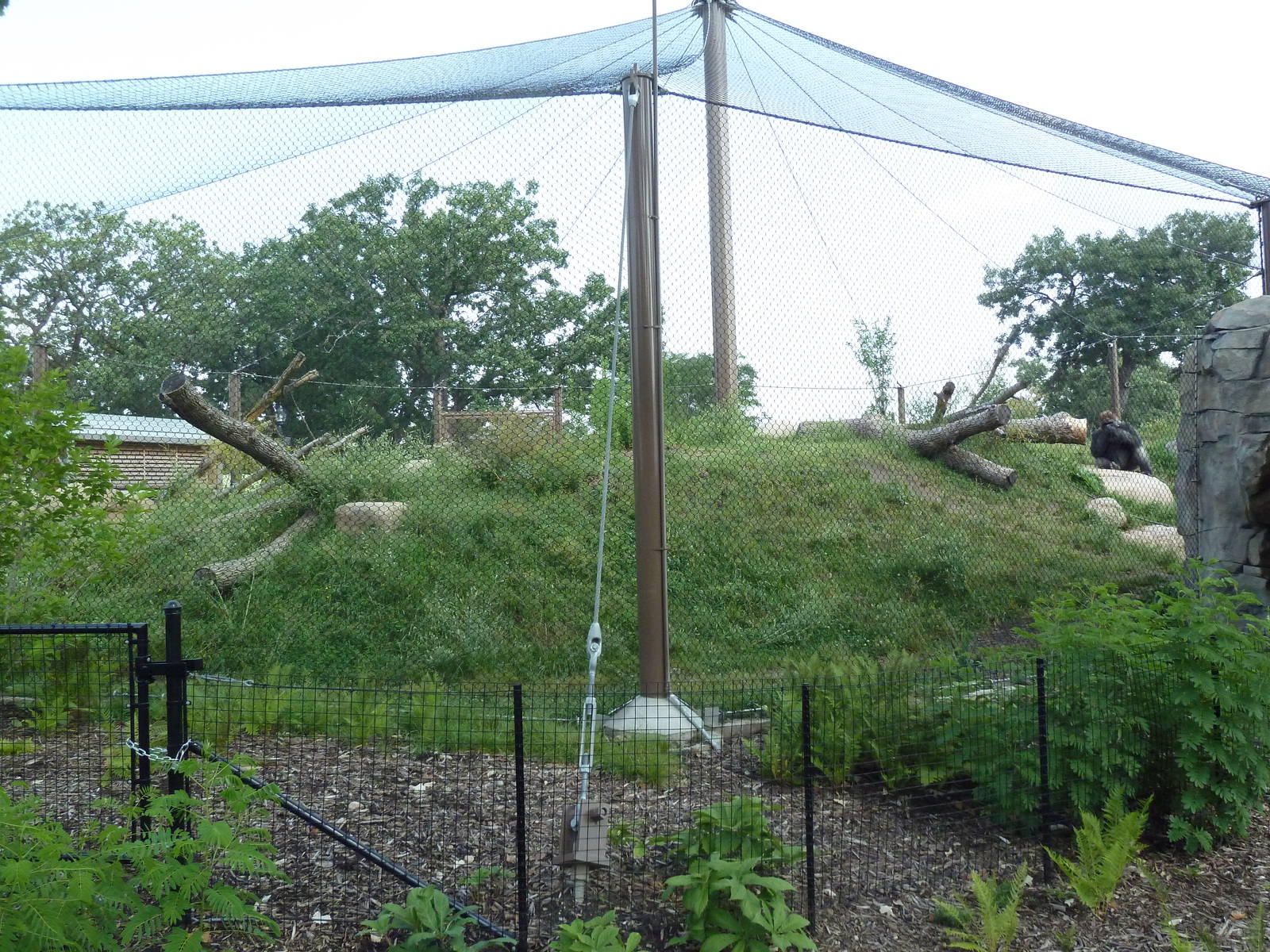 Gorilla Forest (New in 2013)