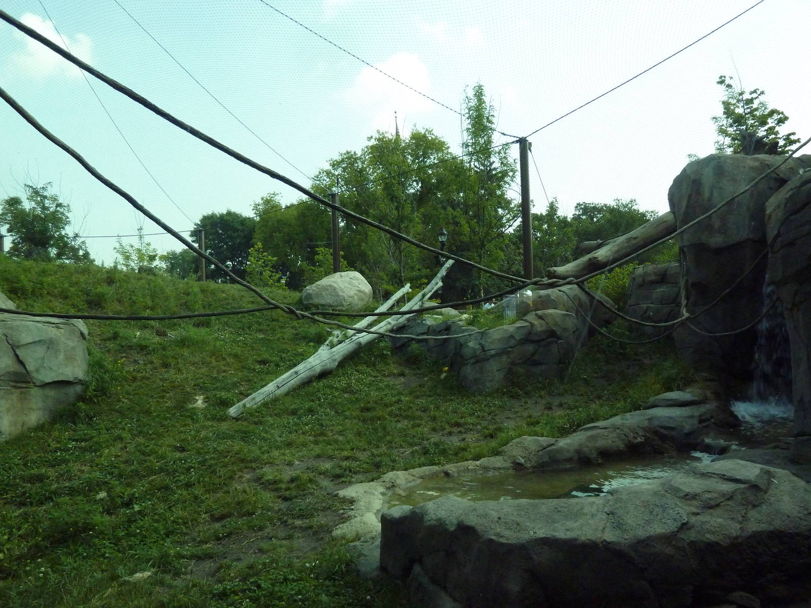 Gorilla Forest (New in 2013)