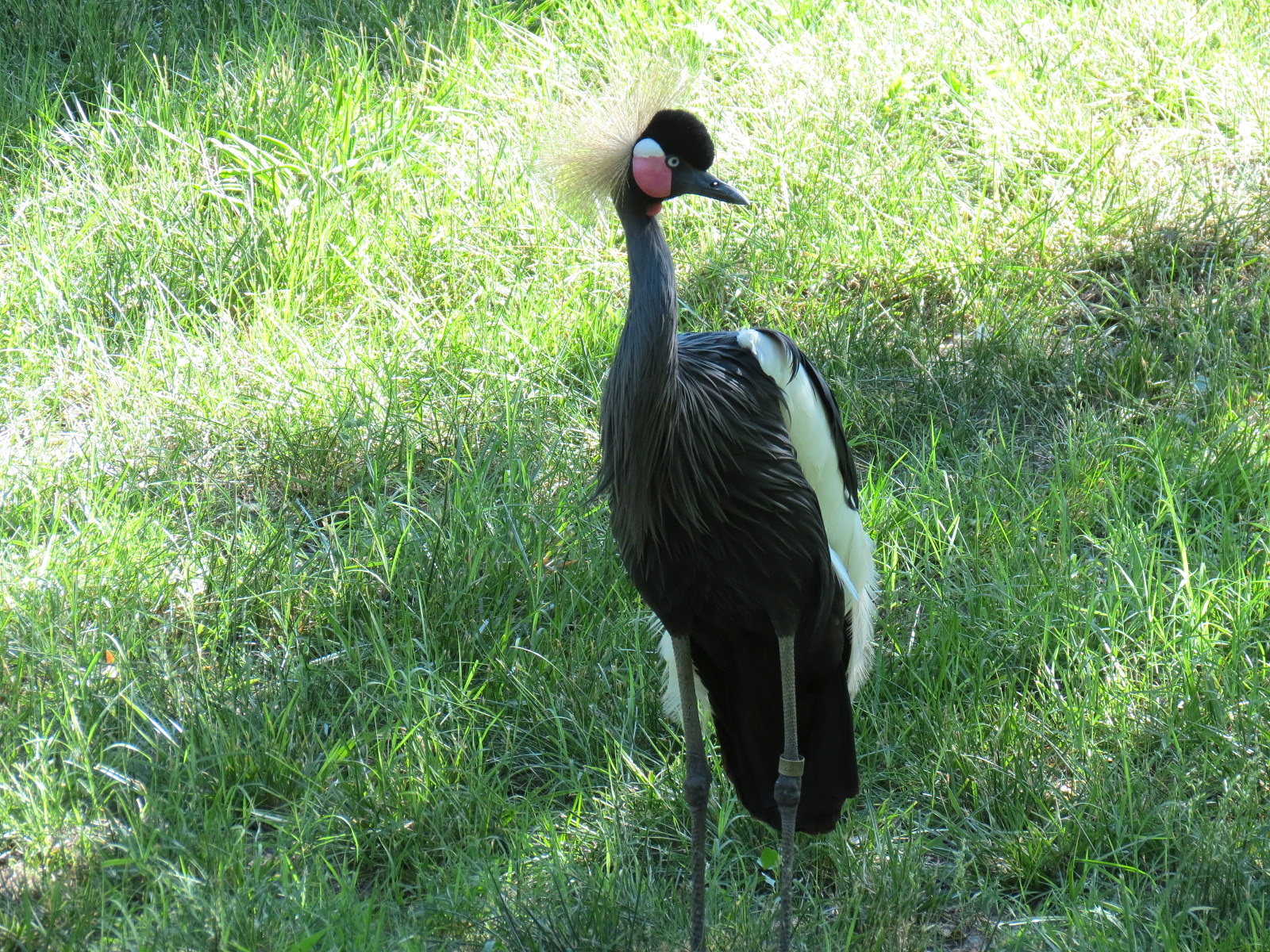 Gorilla Forest - Okapi Exhibit 1 - Black-crowned Crane