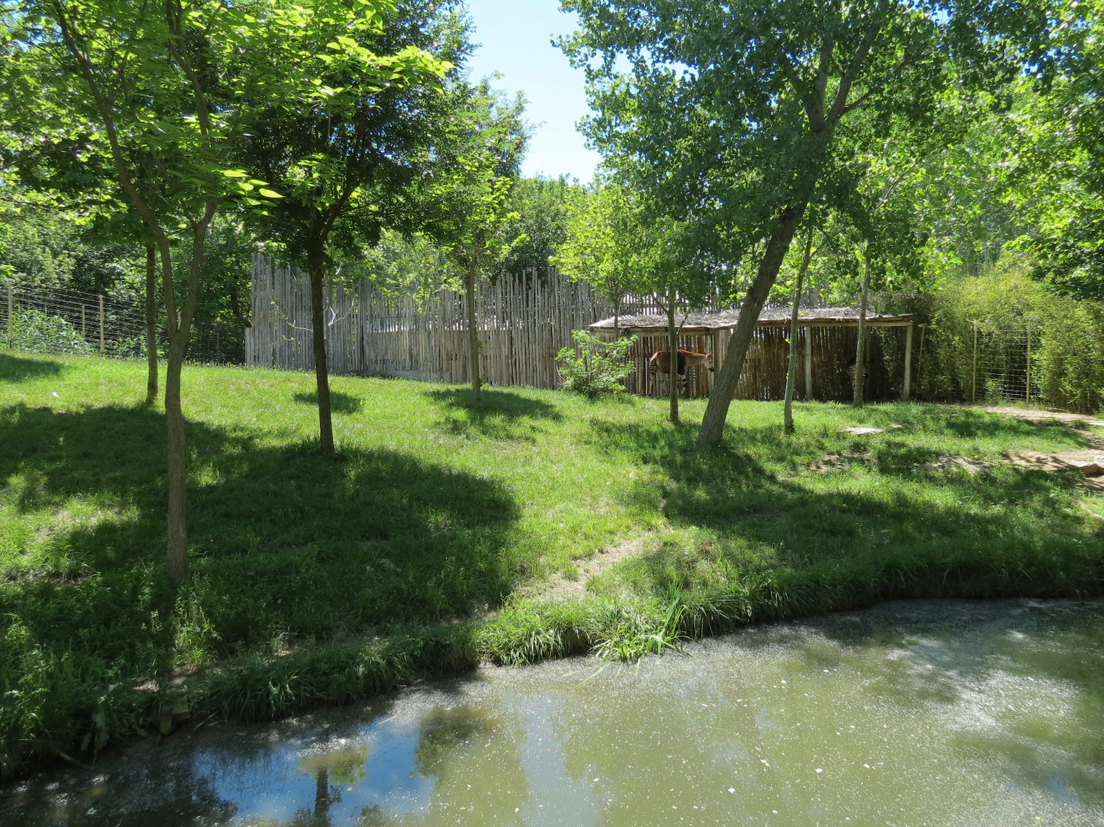 Gorilla Forest - Okapi Exhibit 1