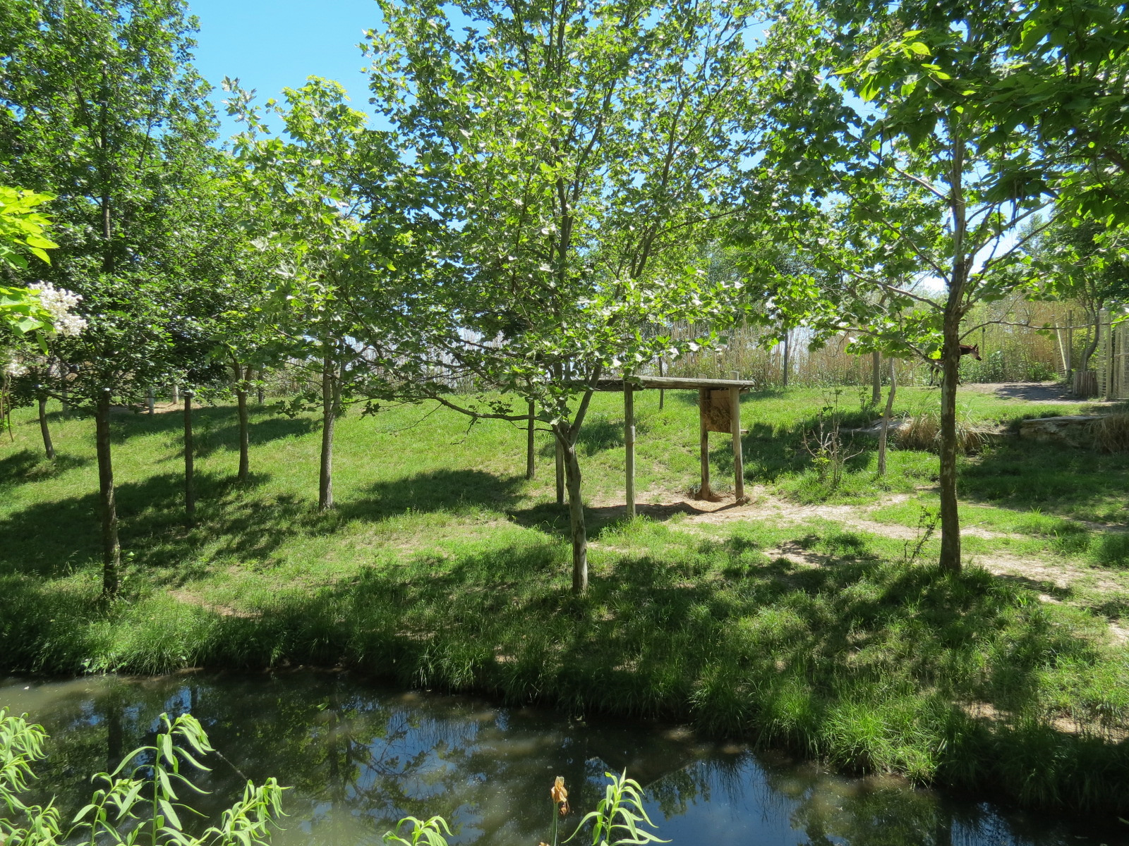 Gorilla Forest - Okapi Exhibit 2