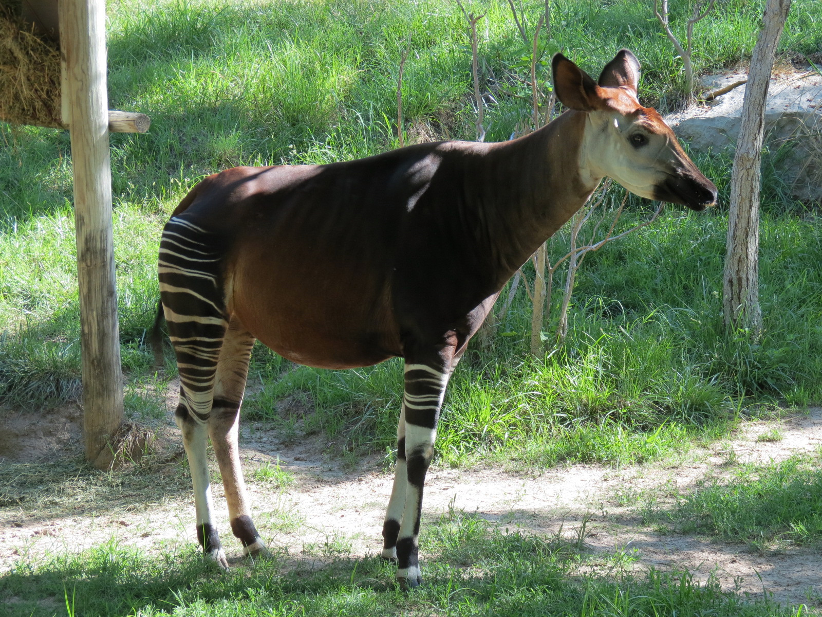 Gorilla Forest - Okapi Exhibit 2