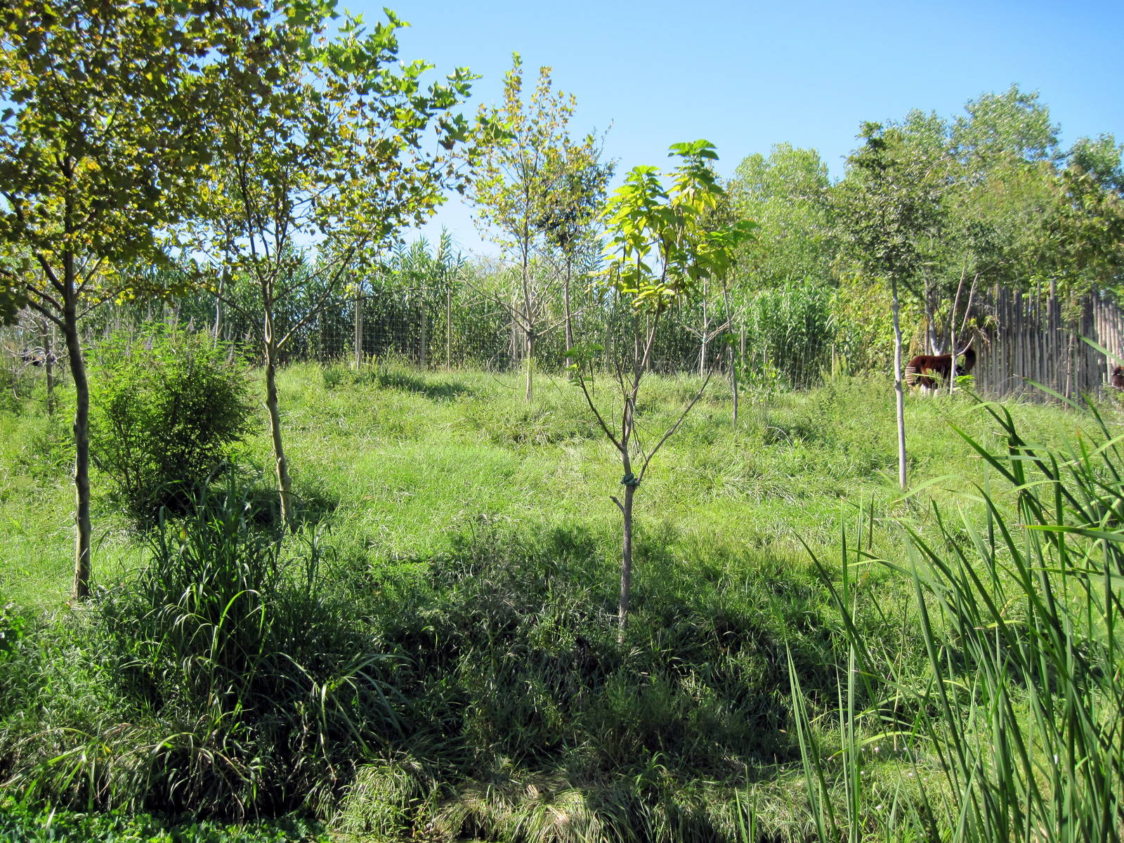 Gorilla Forest-Okapi Exhibit