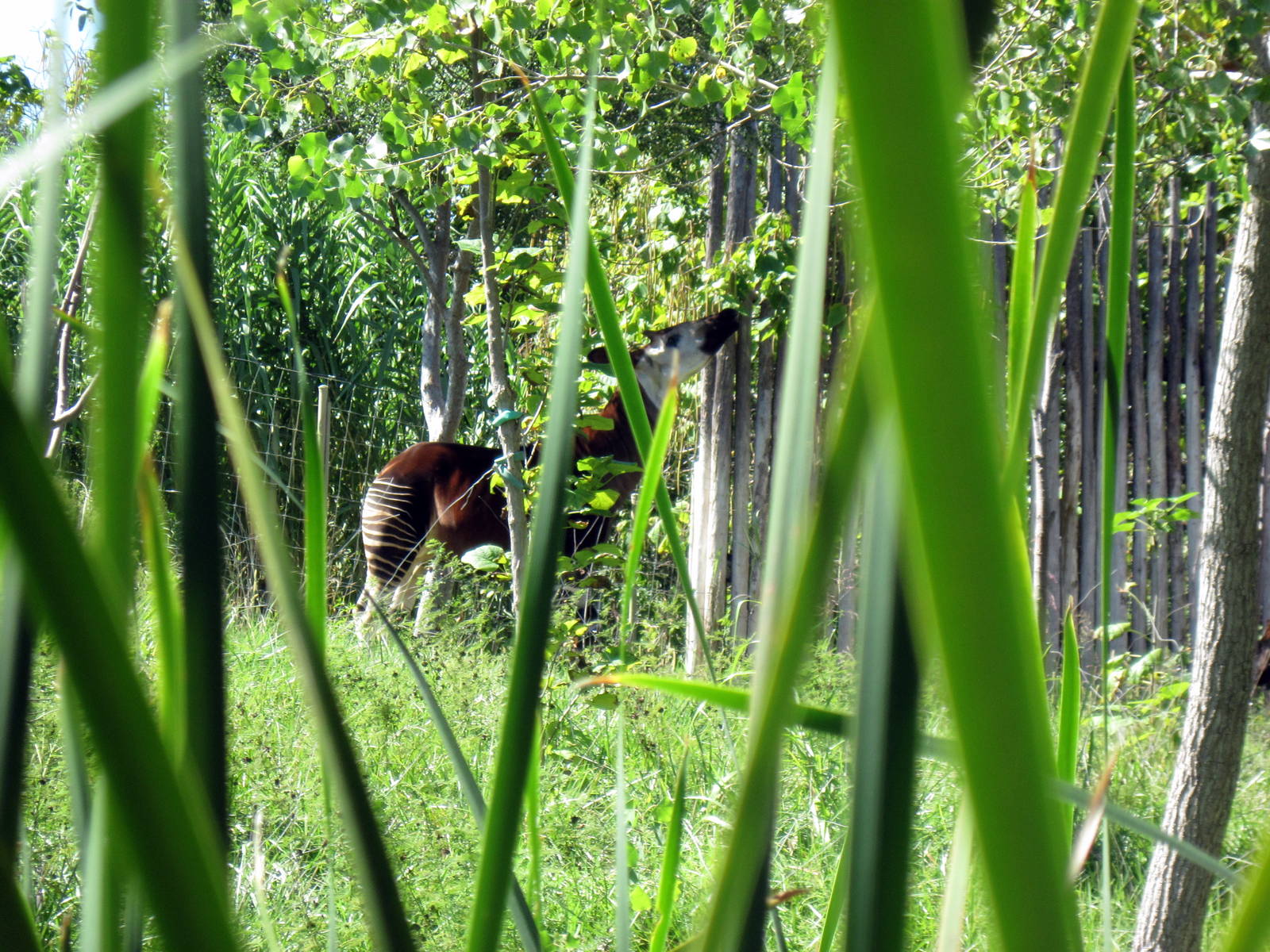 Gorilla Forest-Okapi