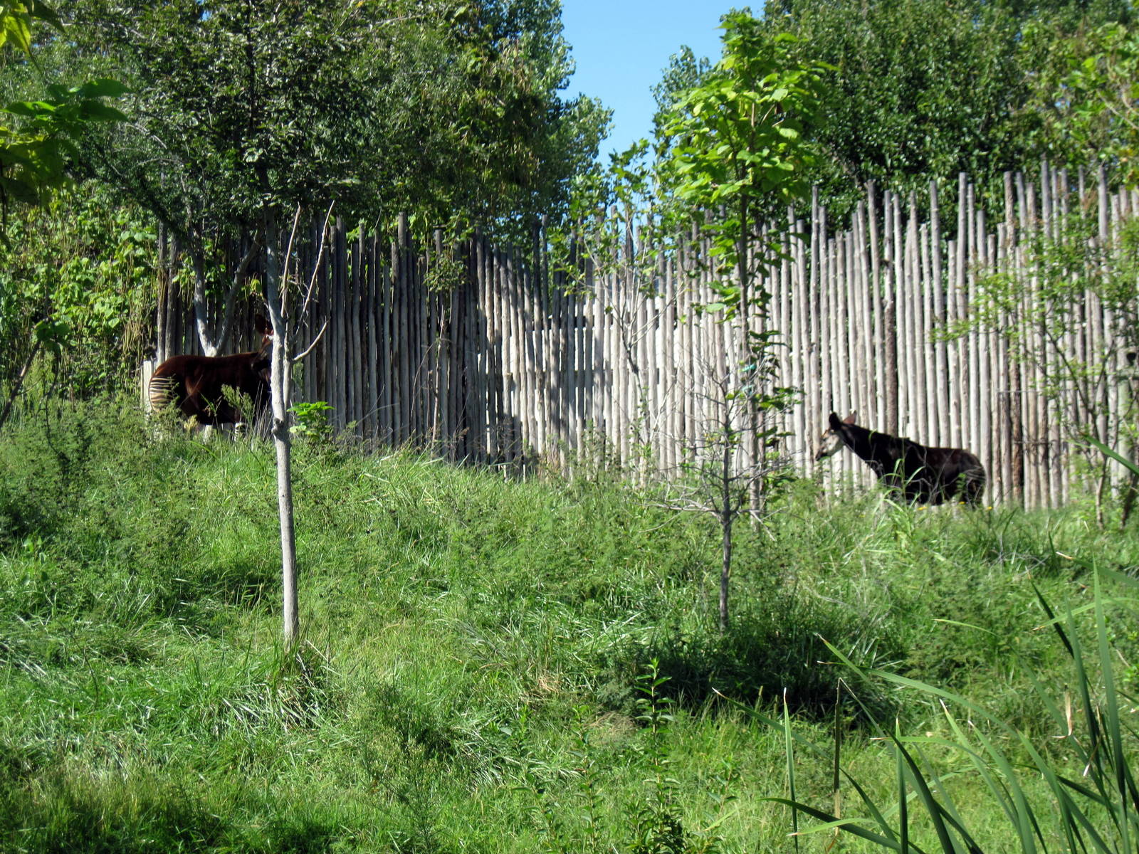 Gorilla Forest-Okapis