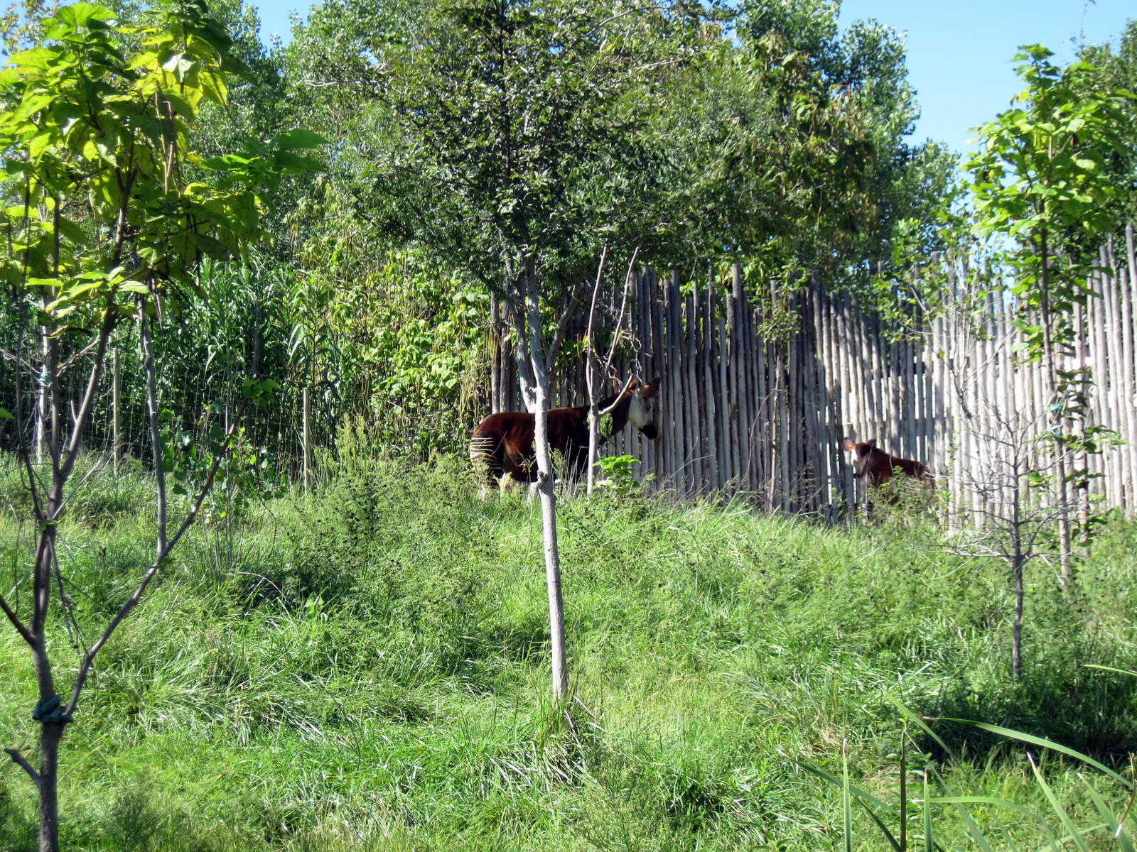 Gorilla Forest-Okapis