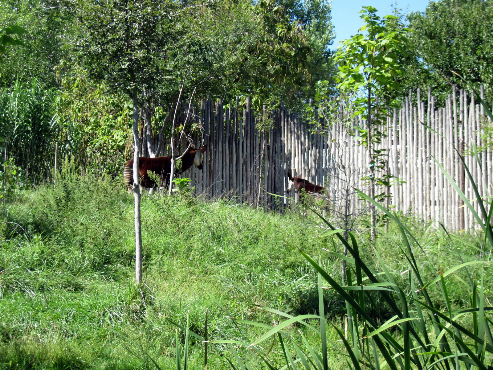 Gorilla Forest-Okapis