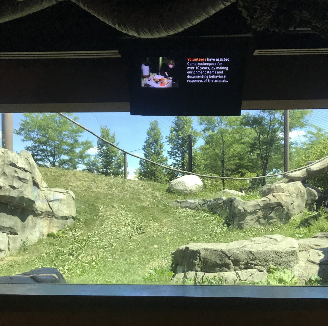 Gorilla forest- outdoor exhibit #2