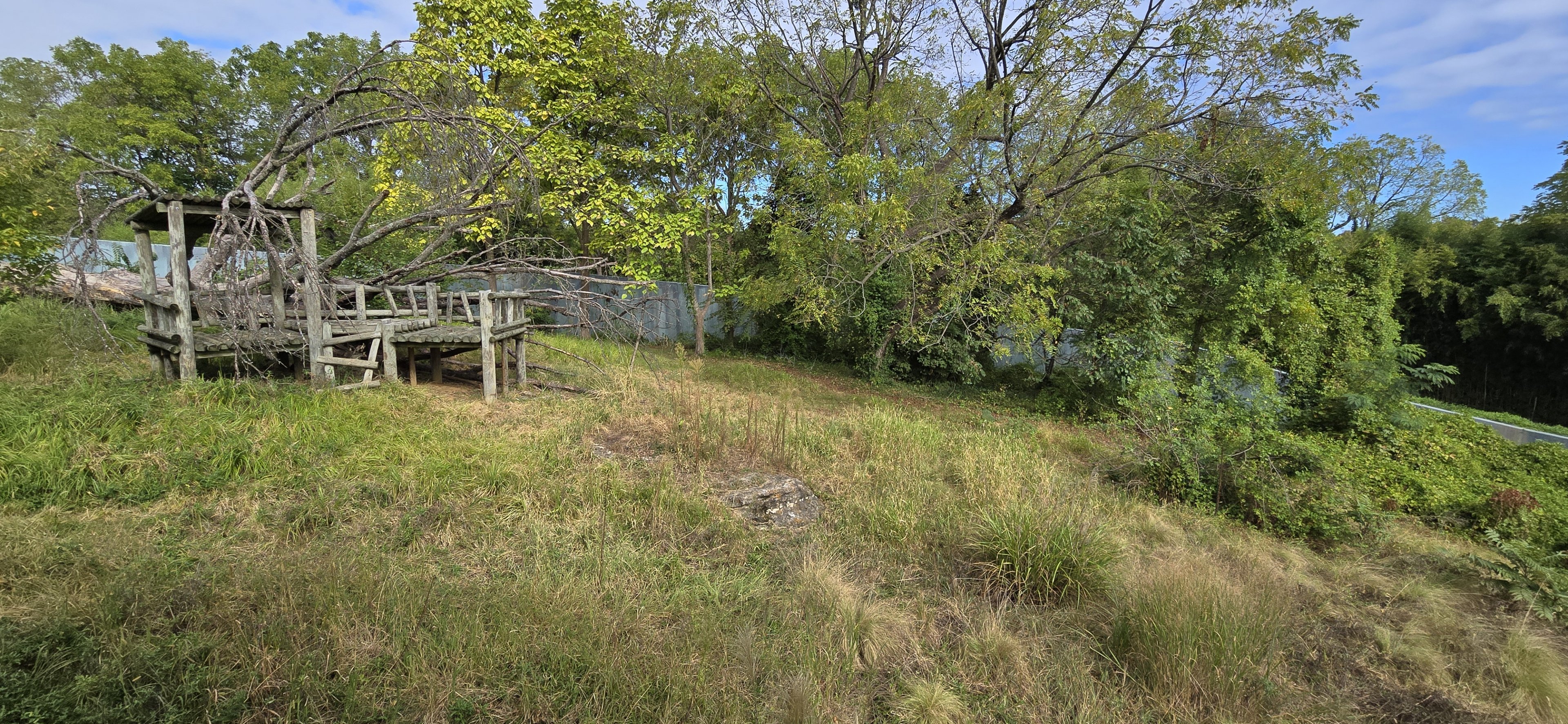 Gorilla Forest - Outdoor yard