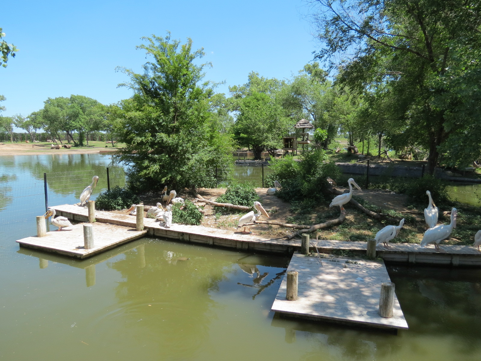 Gorilla Forest - Pink-backed and White Pelican Exhibit