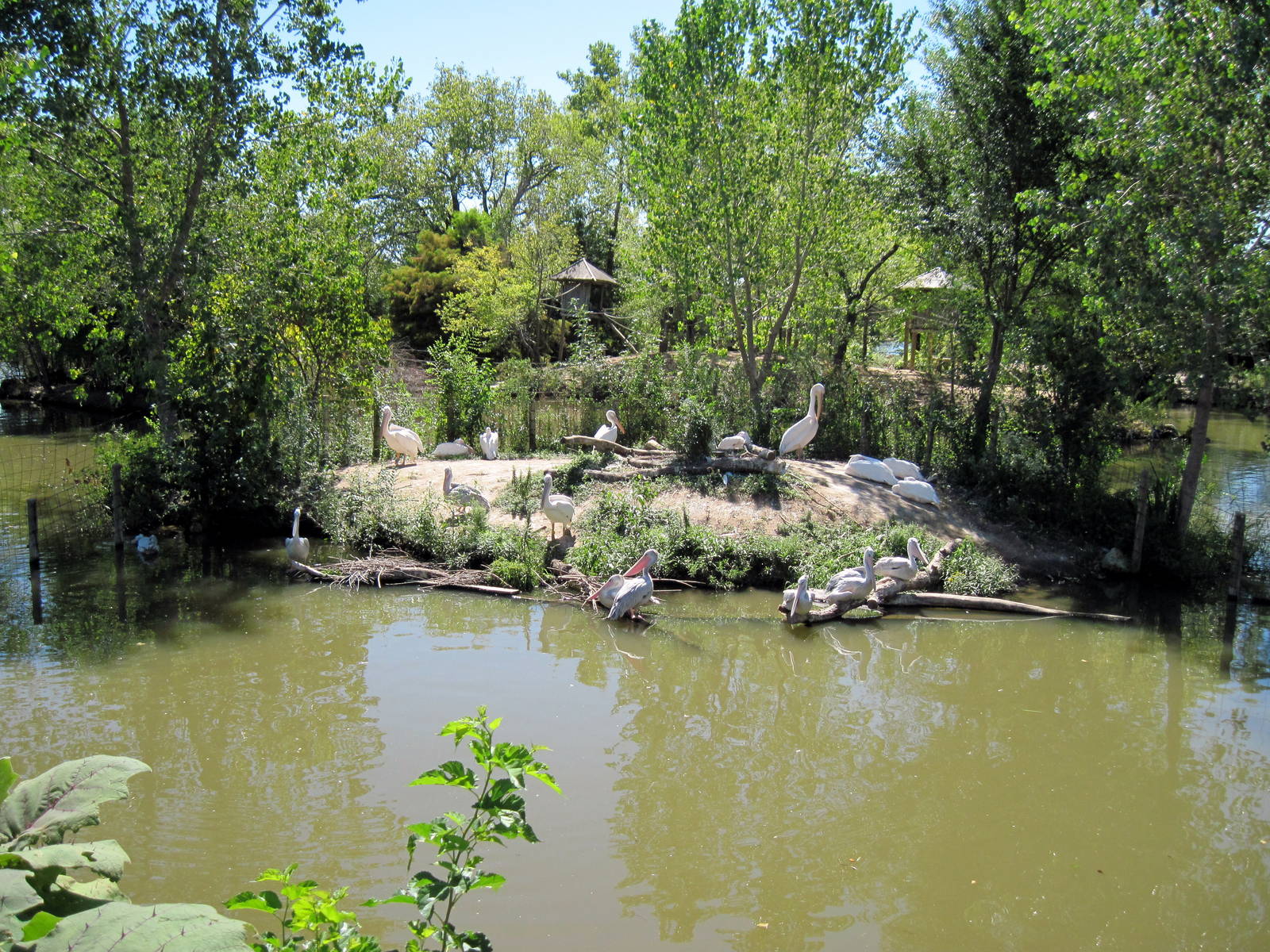 Gorilla Forest-Pink-backed Pelican/White Pelican Exhibit