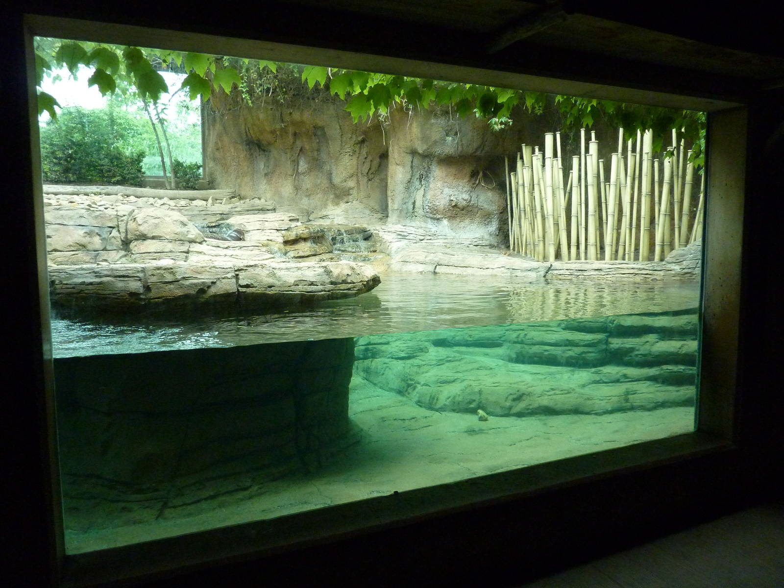 Gorilla Forest - Pygmy Hippo Exhibit