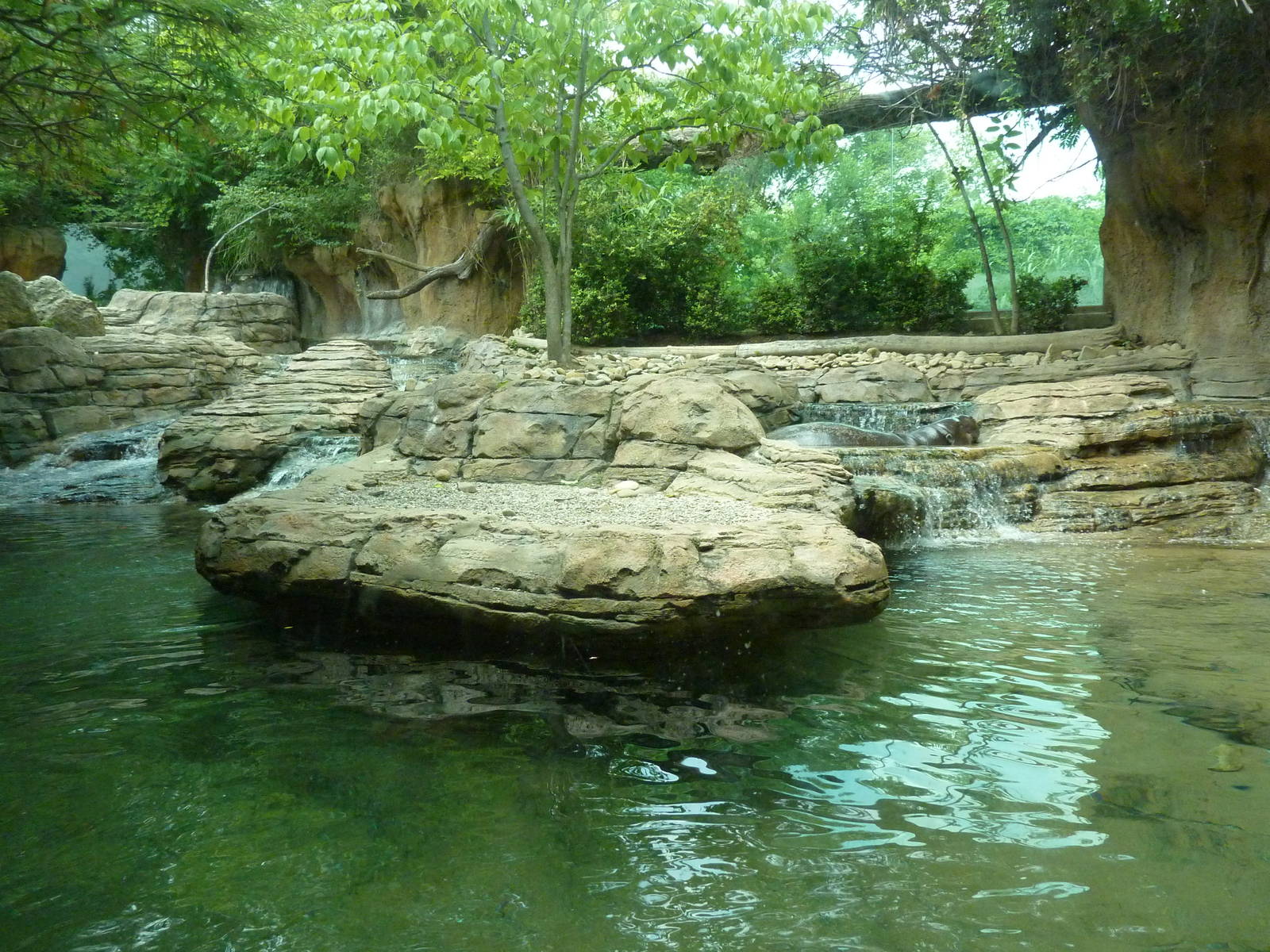 Gorilla Forest - Pygmy Hippo Exhibit