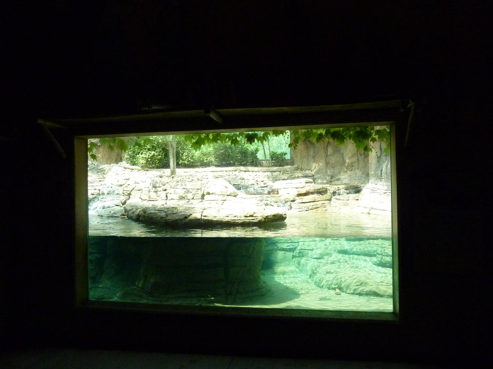 Gorilla Forest - Pygmy Hippo Exhibit