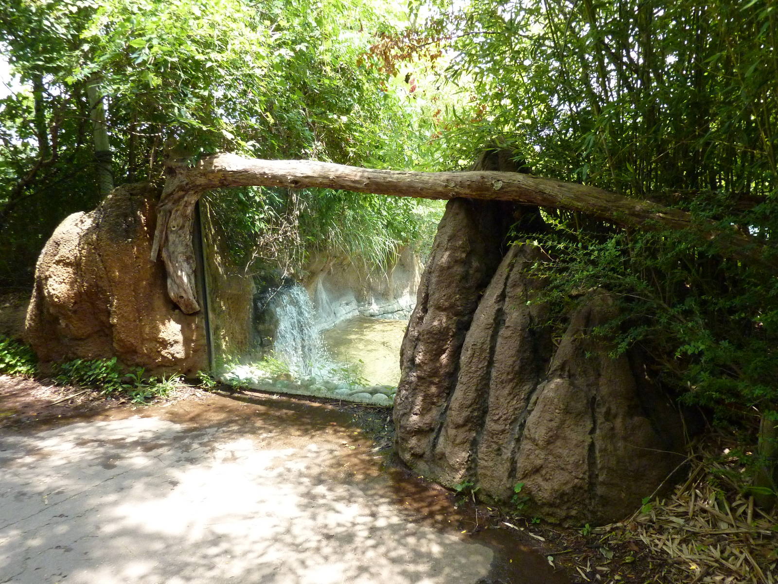 Gorilla Forest - Pygmy Hippo Exhibit