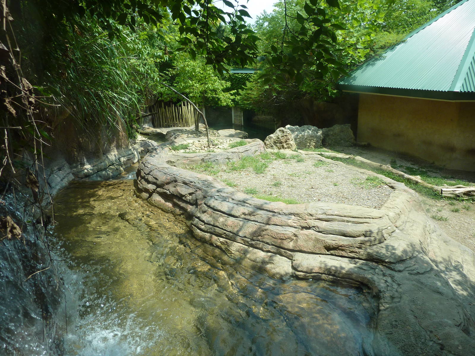 Gorilla Forest - Pygmy Hippo Exhibit