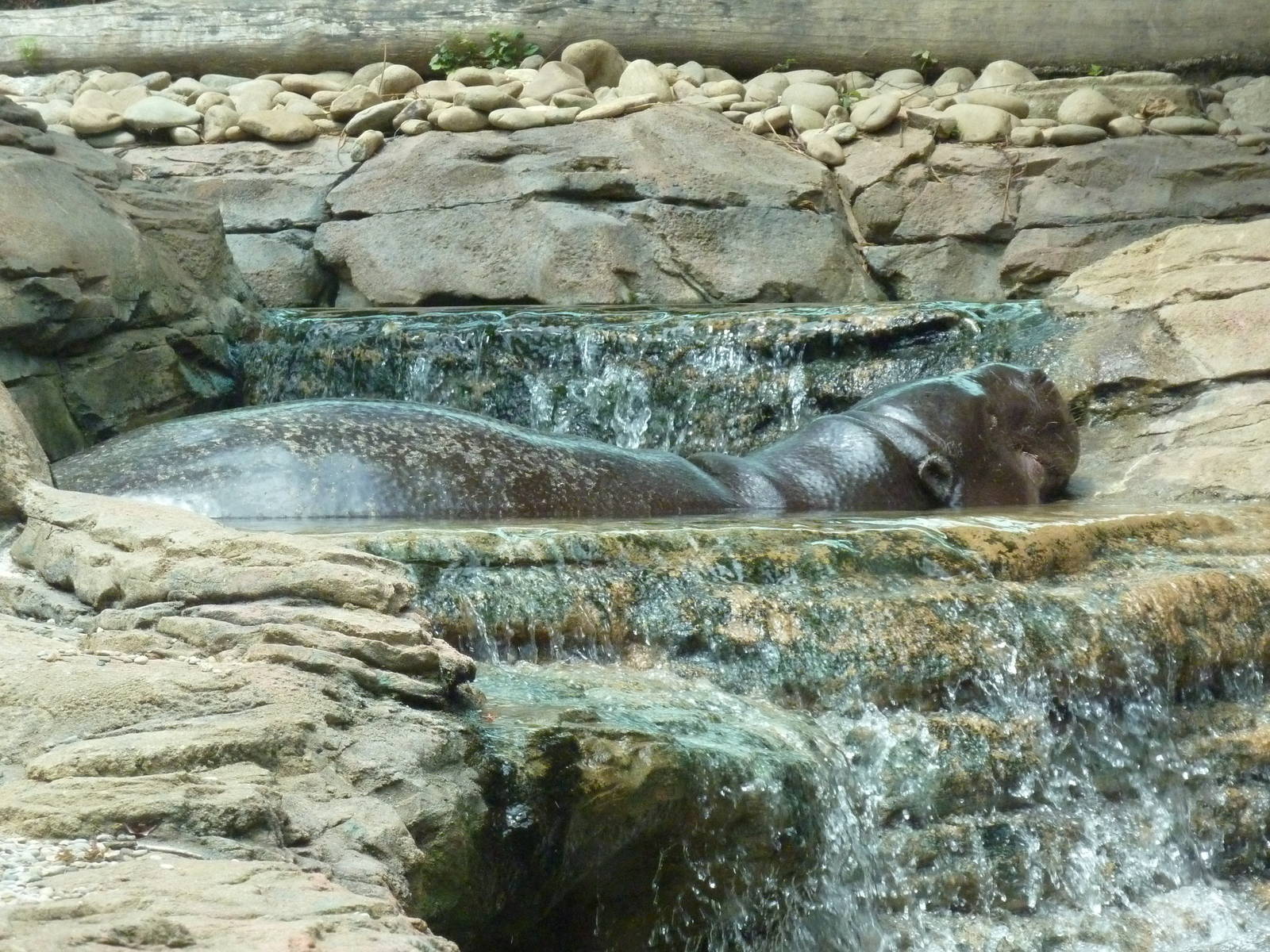 Gorilla Forest - Pygmy Hippo