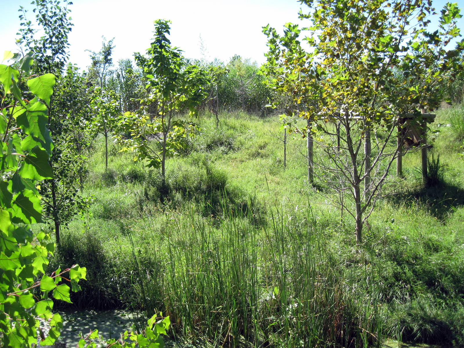 Gorilla Forest-Saddle-Billed Stork Exhibit