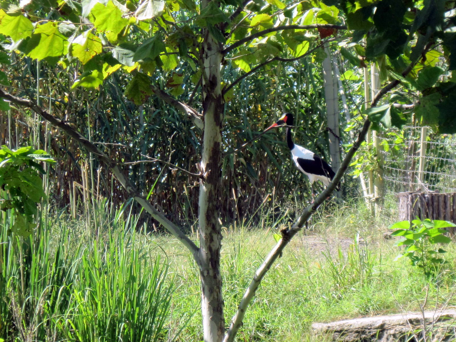 Gorilla Forest-Saddle-Billed Stork