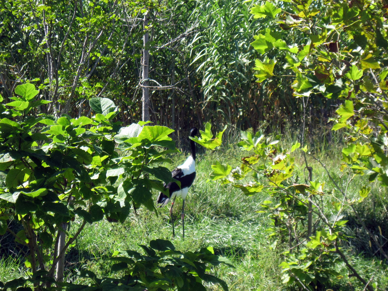 Gorilla Forest-Saddle-Billed Stork