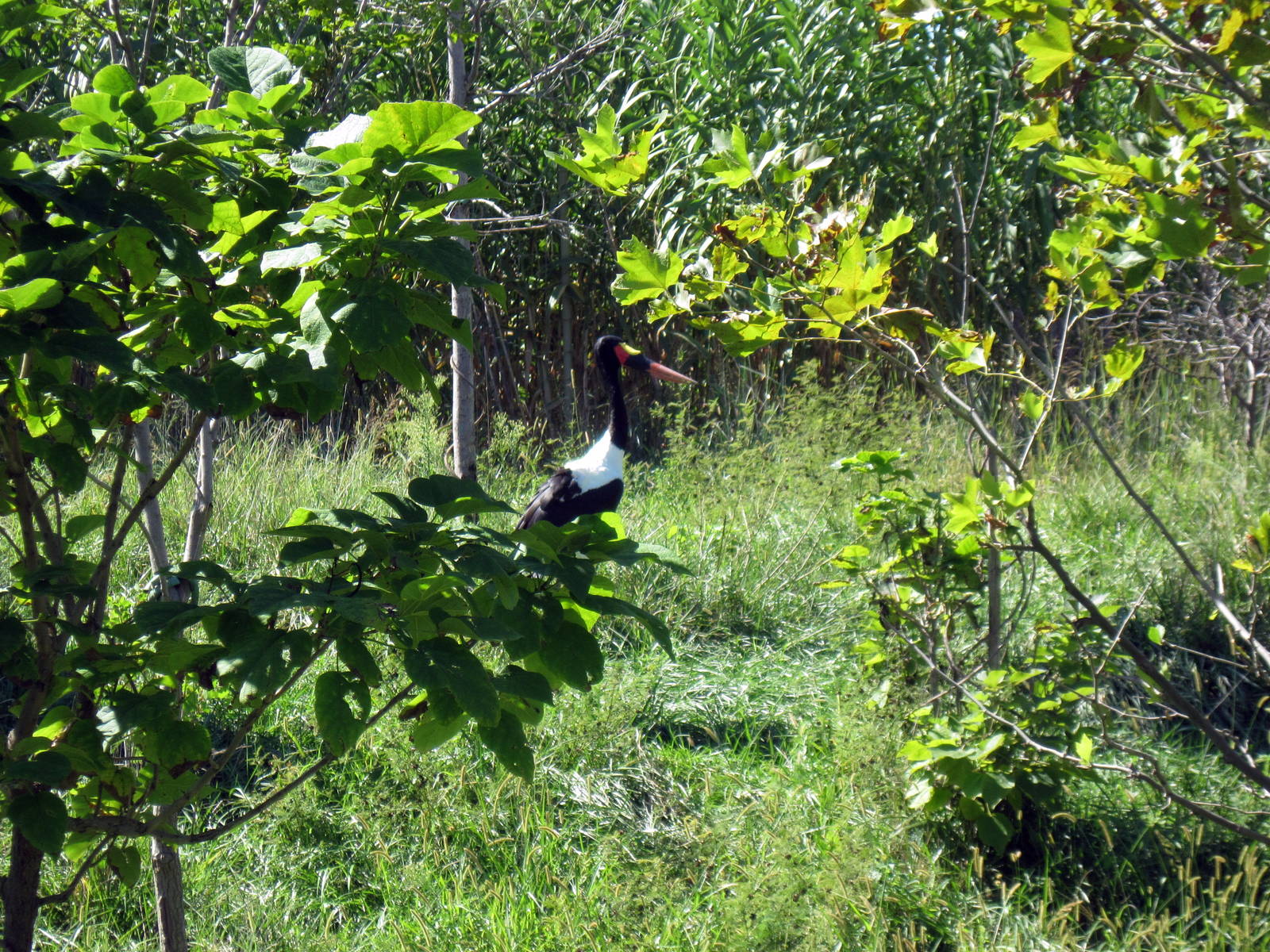 Gorilla Forest-Saddle-Billed Stork
