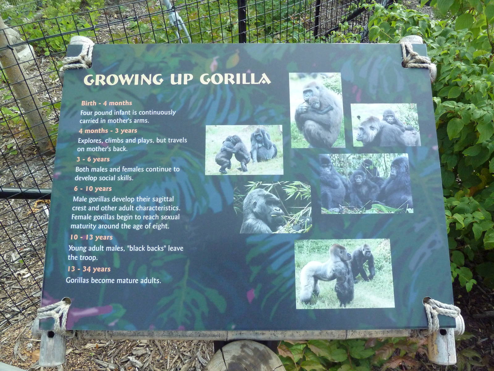 Gorilla Forest Sign (New in 2013)
