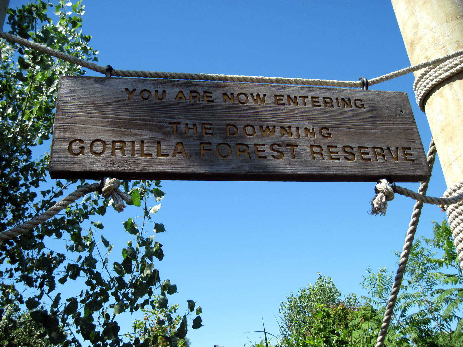 Gorilla Forest-Signage