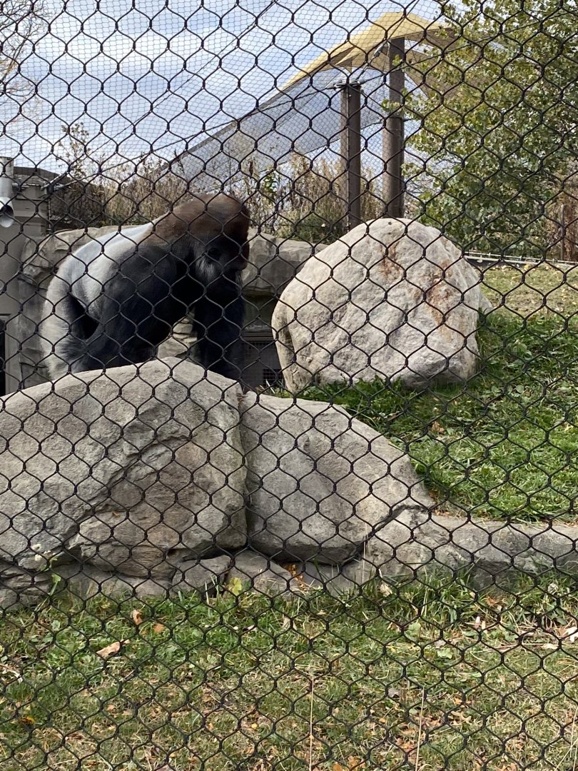 Gorilla forest- silverback gorilla