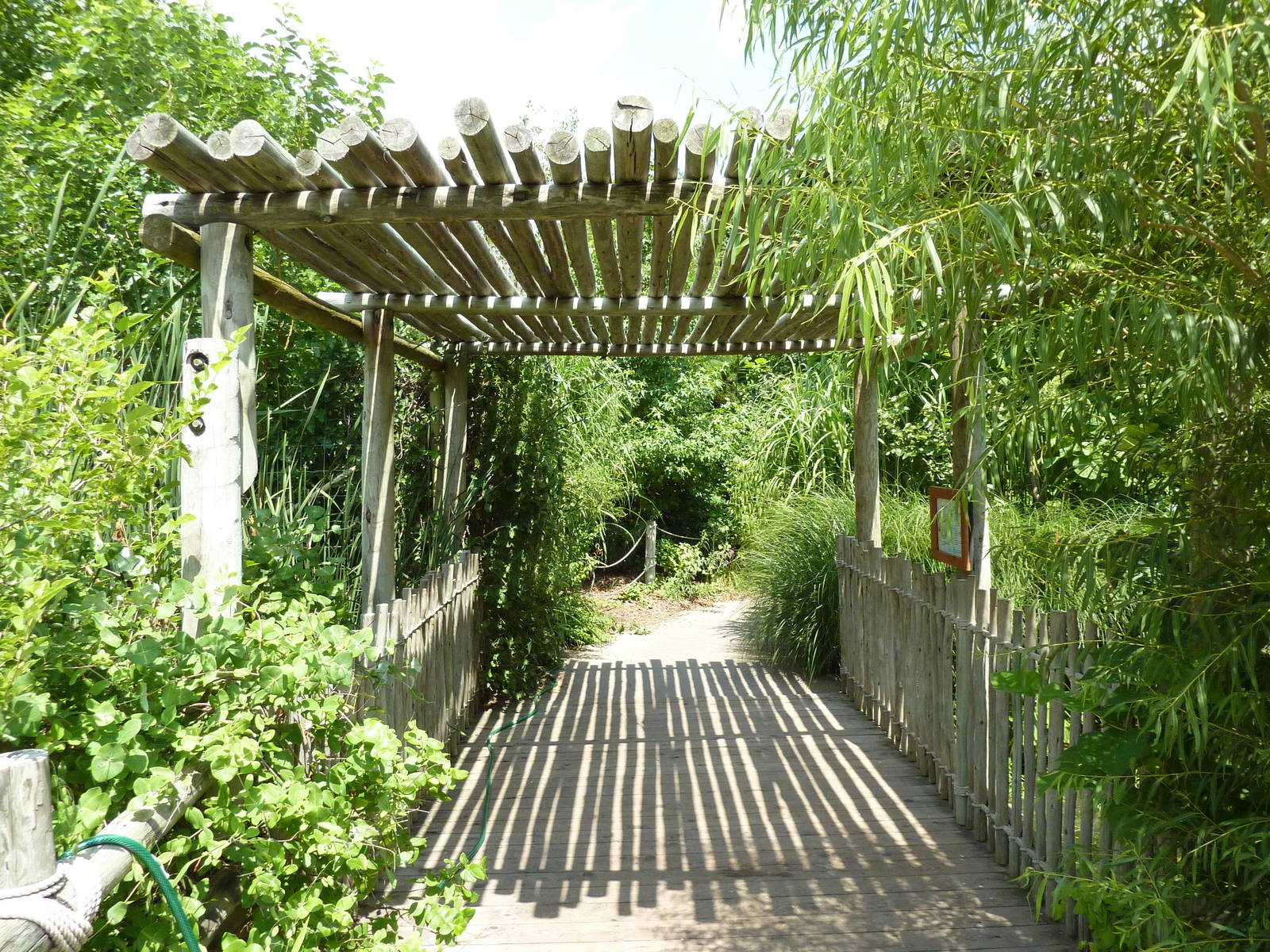 Gorilla Forest - Visitor Pathway