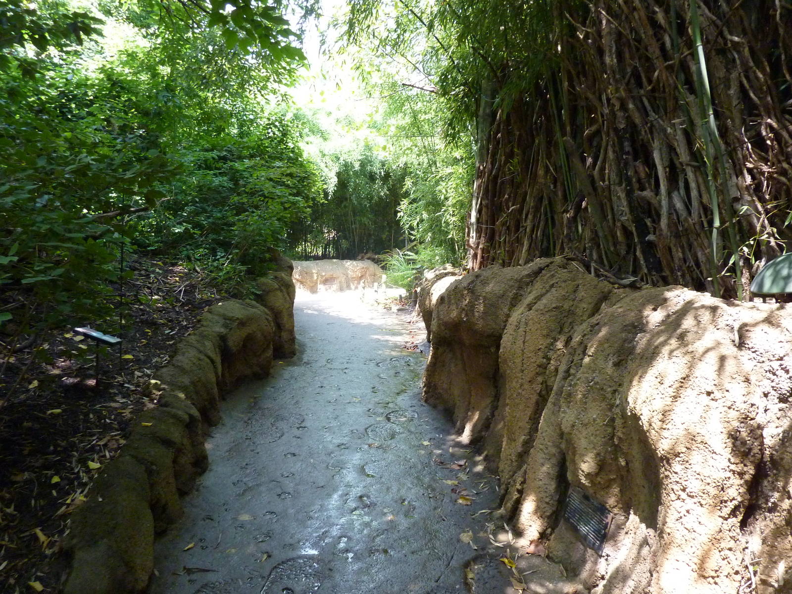 Gorilla Forest - Visitor Pathway