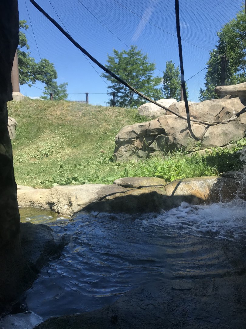 Gorilla forest- waterfall & pool viewing area.