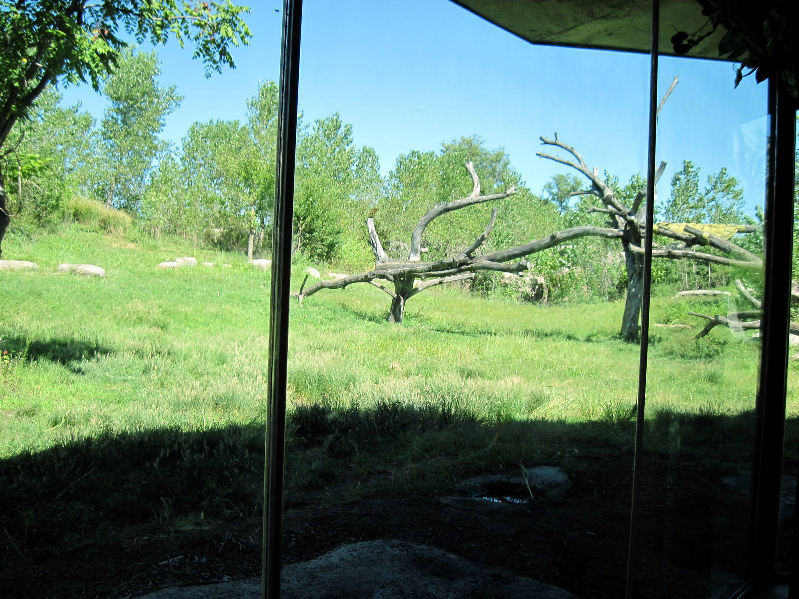 Gorilla Forest-Western Gorilla Exhibit