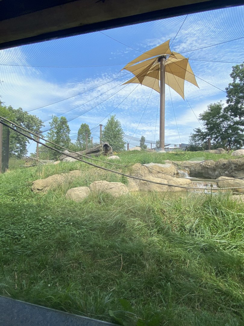 Gorilla forest- western lowland gorilla exhibit #1