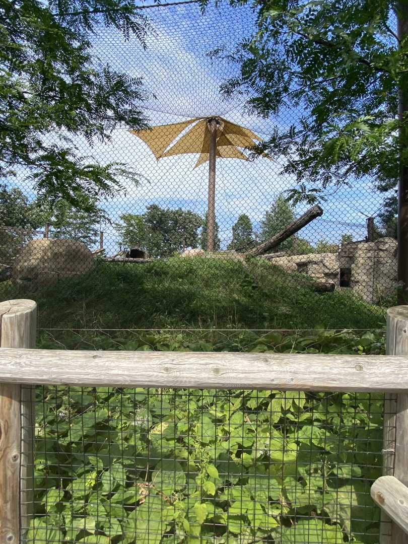 Gorilla forest- western lowland gorilla exhibit #1