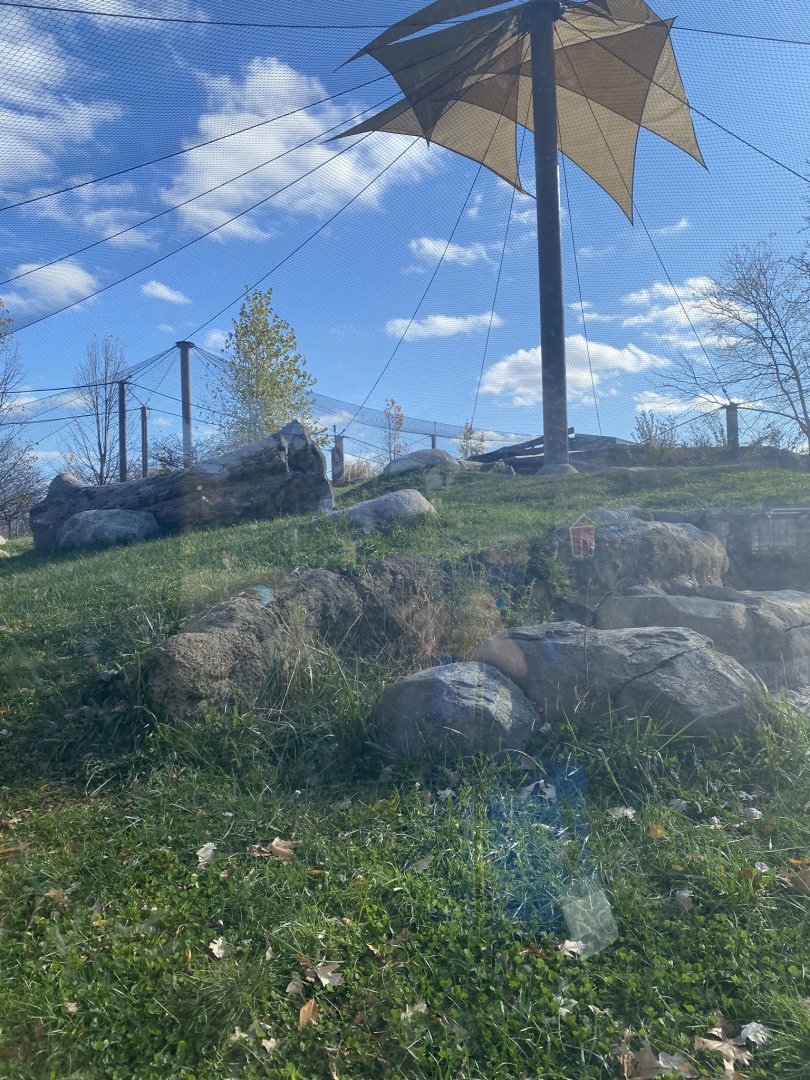 Gorilla forest- western lowland gorilla exhibit #1