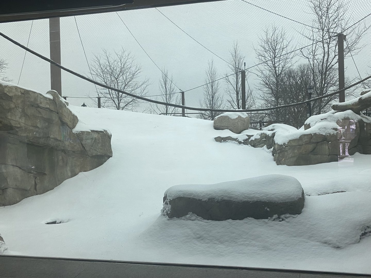 Gorilla Forest - Western Lowland Gorilla Exhibit #1