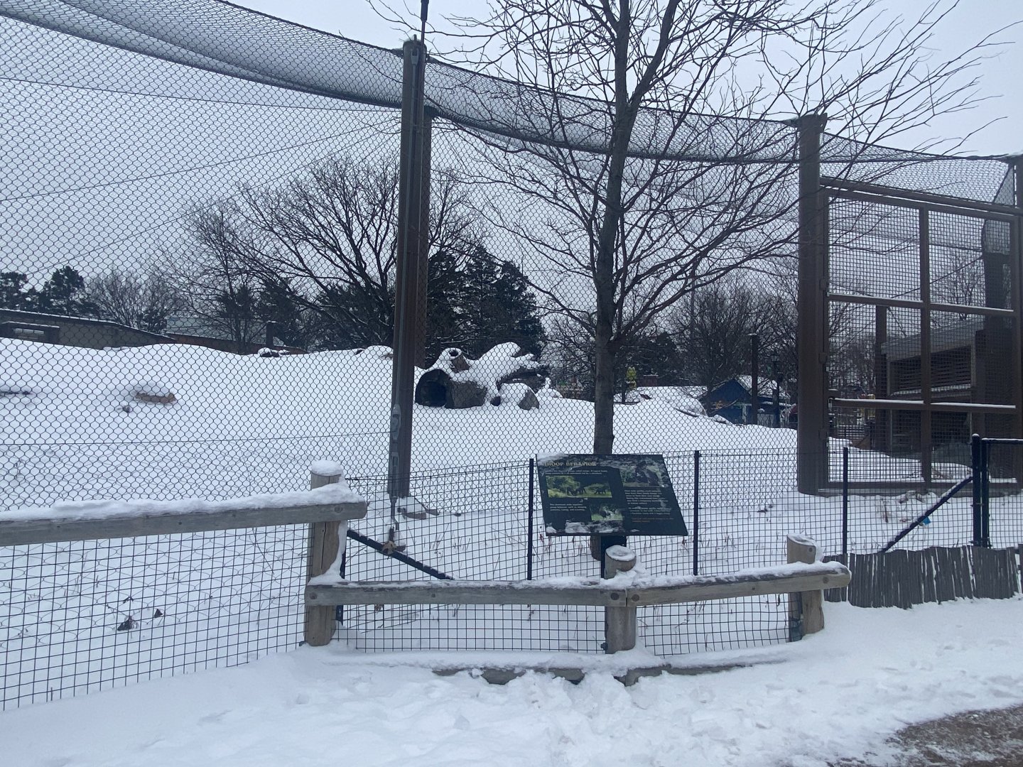 Gorilla Forest - Western Lowland Gorilla Exhibit #1