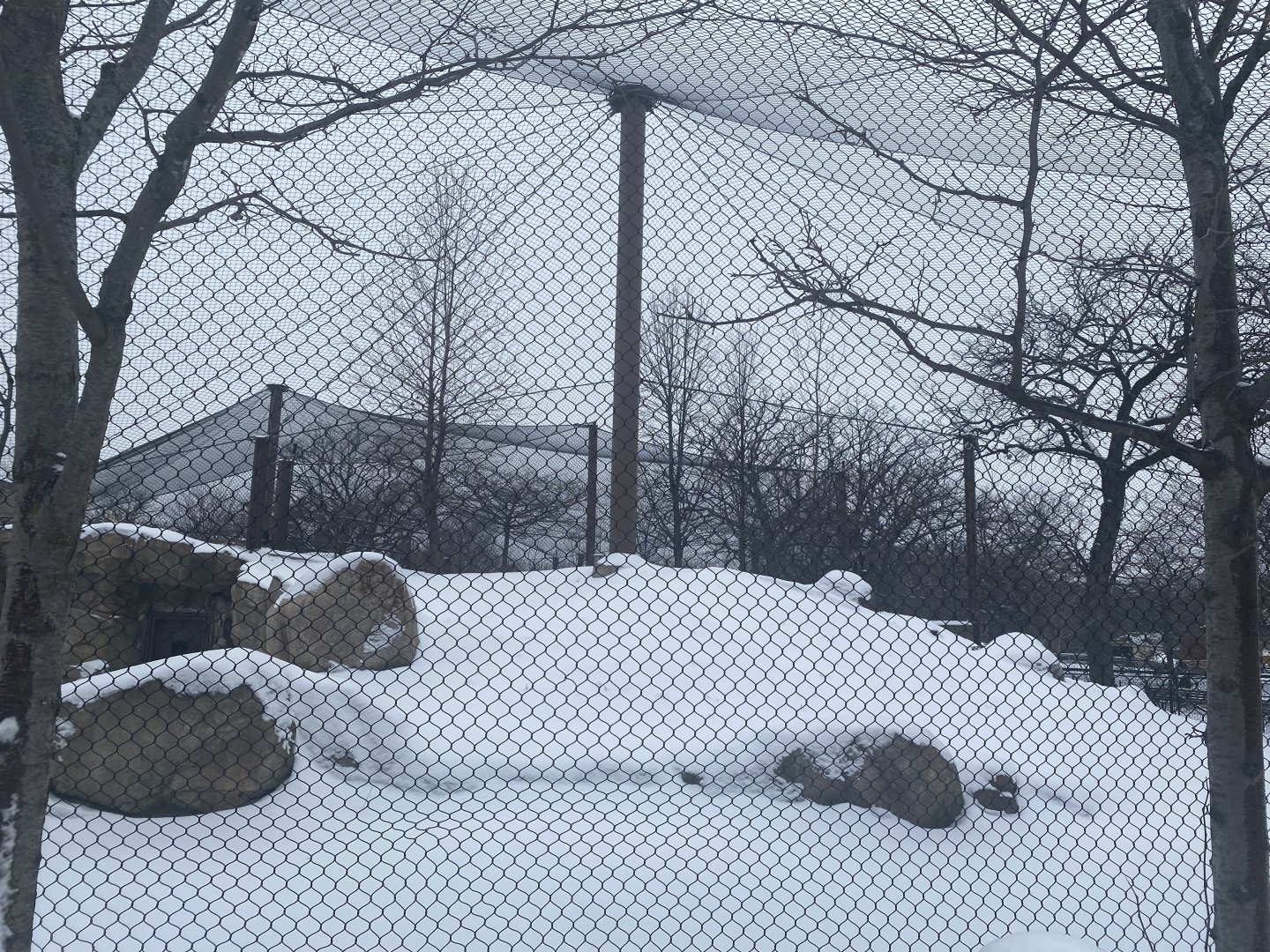 Gorilla Forest - Western Lowland Gorilla Exhibit #1