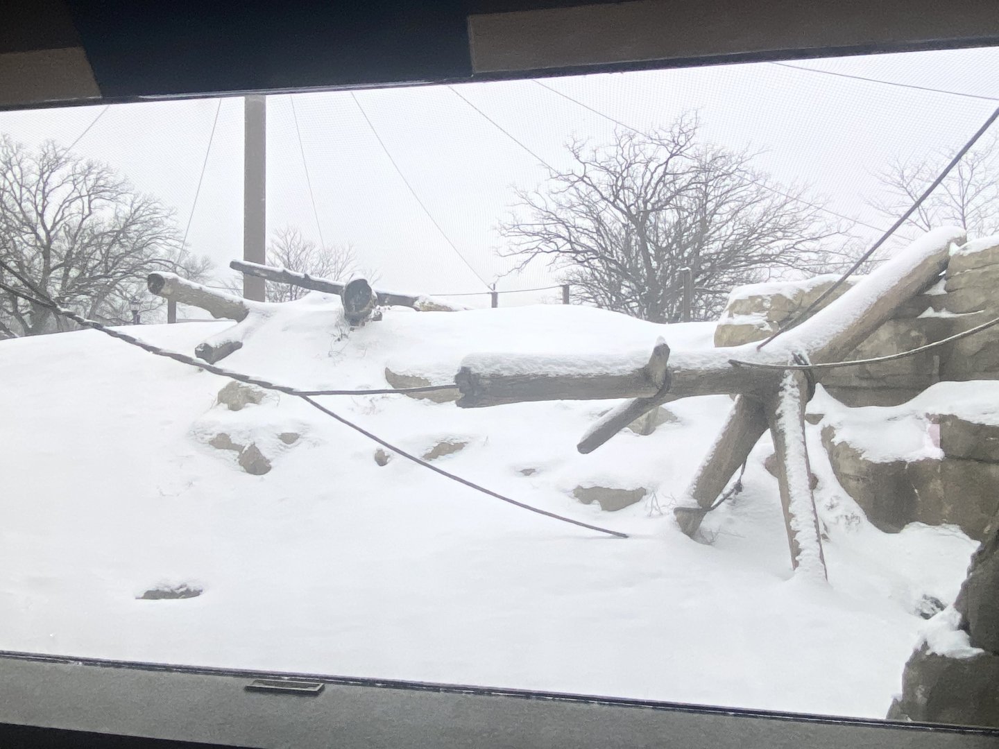 Gorilla Forest - Western Lowland Gorilla Exhibit #2