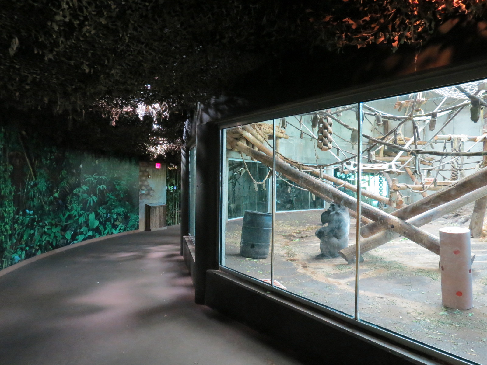 Gorilla Forest - Western Lowland Gorilla Exhibit - Indoor Exhibit