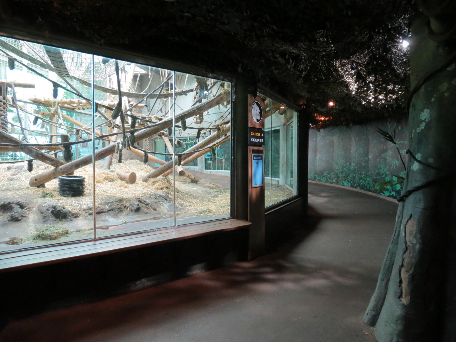 Gorilla Forest - Western Lowland Gorilla Exhibit - Indoor Exhibit