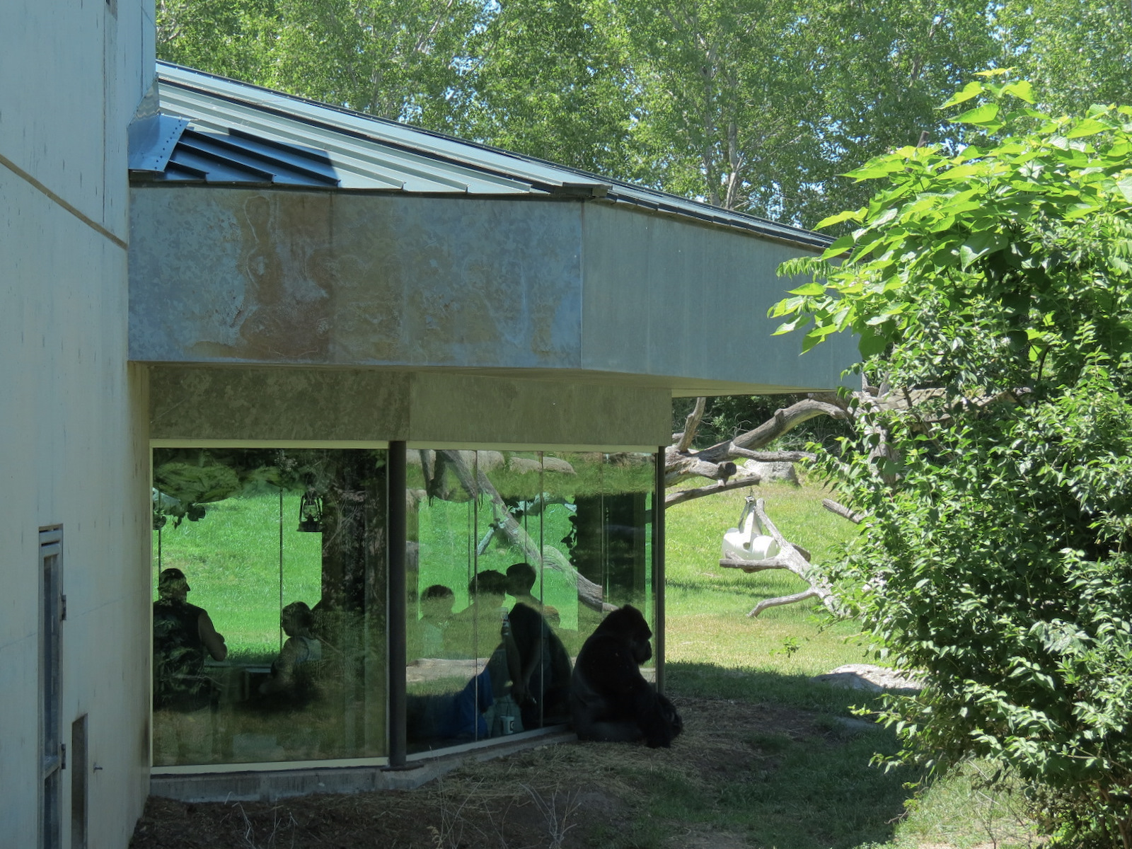 Gorilla Forest - Western Lowland Gorilla Exhibit