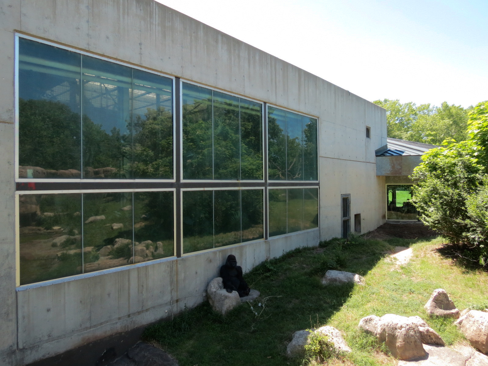 Gorilla Forest - Western Lowland Gorilla Exhibit