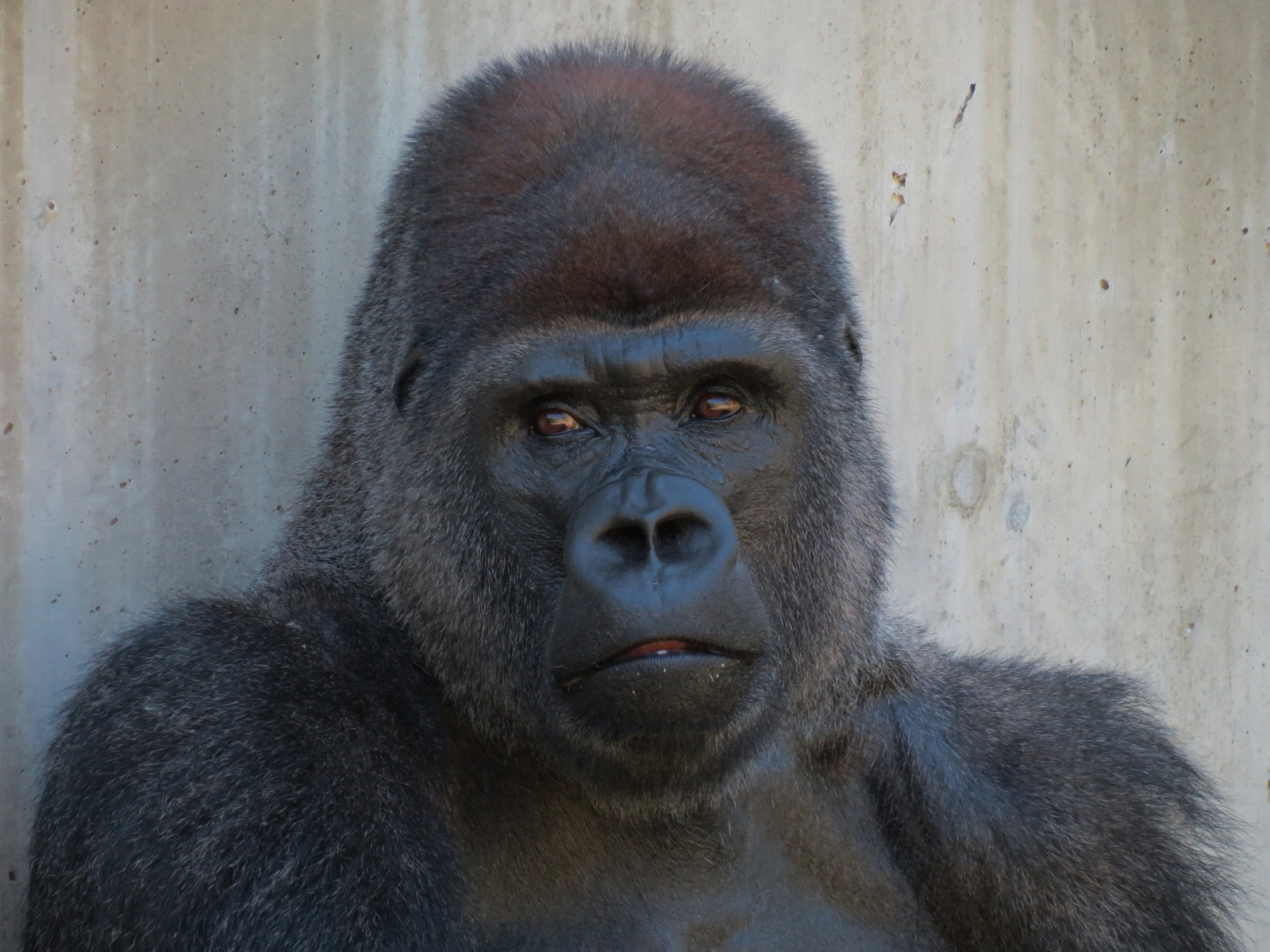 Gorilla Forest - Western Lowland Gorilla Exhibit