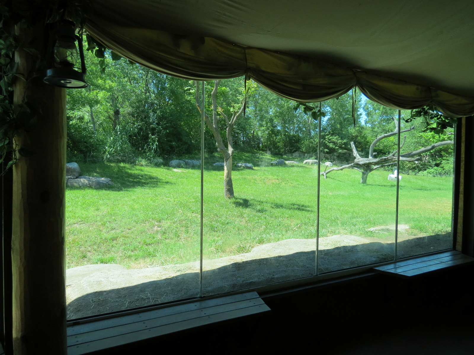 Gorilla Forest - Western Lowland Gorilla Exhibit