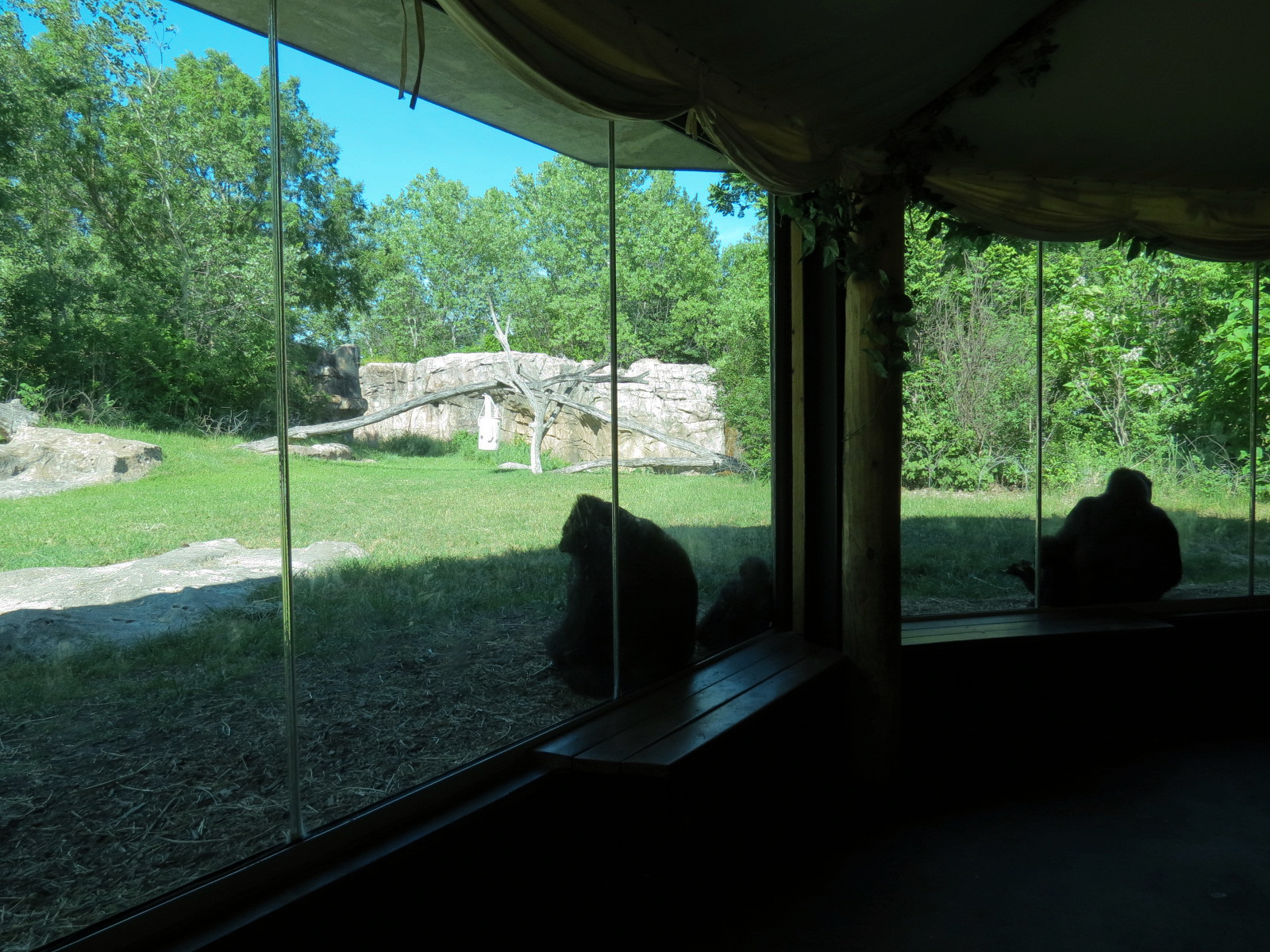 Gorilla Forest - Western Lowland Gorilla Exhibit