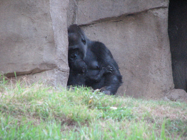 Gorilla Forest - Western Lowland Gorilla (with baby)