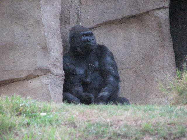 Gorilla Forest - Western Lowland Gorilla (with baby)