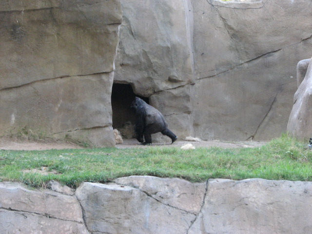 Gorilla Forest - Western Lowland Gorilla