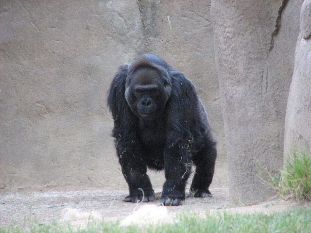 Gorilla Forest - Western Lowland Gorilla